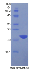 白介素1α(IL1α)重组蛋白