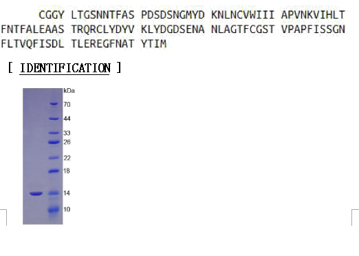 肘臀蛋白(CUBN)重组蛋白