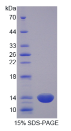 半胱氨酸丰富蛋白1(CRIP1)重组蛋白