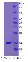 Thy1细胞表面抗原(Thy1)重组蛋白