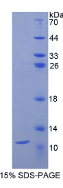 CD3d分子(CD3d)重组蛋白