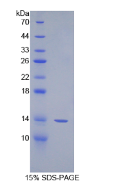 纺锤体蛋白3(SPIN3)重组蛋白