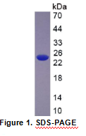 Slit同源物2(Slit2)重组蛋白