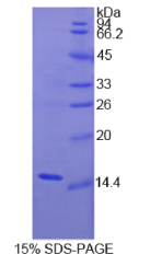 白介素15(IL15)重组蛋白