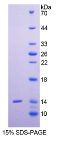 T-细胞表面糖蛋白CD3ε(CD3ε)重组蛋白