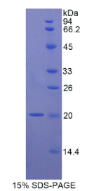 白介素17B(IL17B)重组蛋白