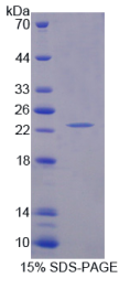 Shisa同源物4(SHISA4)重组蛋白