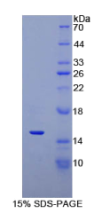 防御素α5(DEFα5)重组蛋白