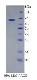 载脂蛋白A2(APOA2)重组蛋白
