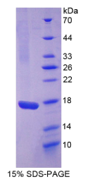 白介素17(IL17)重组蛋白