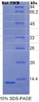 足突蛋白(PDCN)重组蛋白