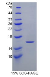 低氧诱导因子1α(HIF1α)重组蛋白