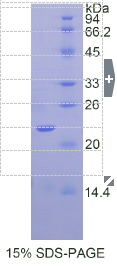 白介素3受体α(IL3Rα)重组蛋白