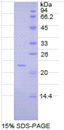 白介素1α(IL1α)重组蛋白