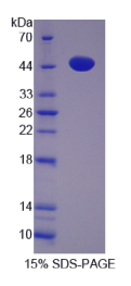 增殖关联蛋白2G4(PA2G4)重组蛋白