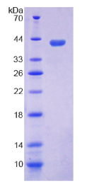 防御素α4(DEFα4)重组蛋白