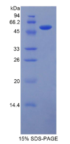 层粘连蛋白β1(LAMβ1)重组蛋白