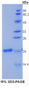 ⅩⅤ型胶原(COL15)重组蛋白