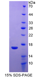 WAP四二硫化物核心域蛋白5(WFDC5)重组蛋白