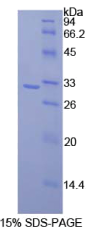 CD28分子(CD28)重组蛋白