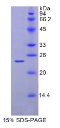 层粘连蛋白α2(LAMα2)重组蛋白