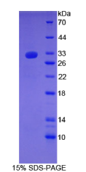 层粘连蛋白γ1(LAMγ1)重组蛋白