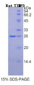 组织金属蛋白酶抑制因子3(TIMP3)重组蛋白