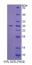 白介素12A(IL12A)重组蛋白