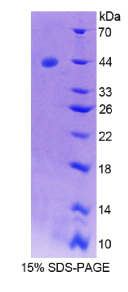 Syncollin蛋白(SYCN)重组蛋白