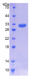 白介素7受体(IL7R)重组蛋白