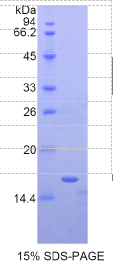 白介素13受体α2(IL13Rα2)重组蛋白