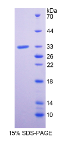 丛状蛋白A1(PLXNA1)重组蛋白