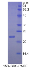 白介素1α(IL1α)重组蛋白