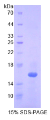 白介素16(IL16)重组蛋白