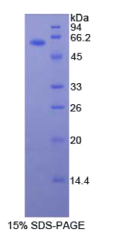 粘蛋白1(MUC1)重组蛋白