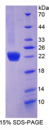 Ⅵ型胶原α1(COL6α1)重组蛋白