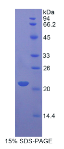 载脂蛋白D(APOD)重组蛋白