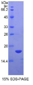 白介素15(IL15)重组蛋白