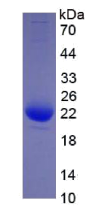 白介素1β(IL1β)重组蛋白