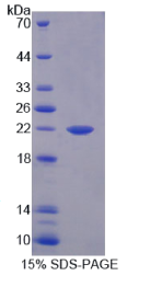 白介素1α(IL1α)重组蛋白