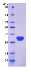 载脂蛋白L2(APOL2)重组蛋白