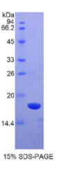 层粘连蛋白γ3(LAMγ3)重组蛋白