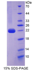 白介素1α(IL1α)重组蛋白