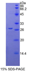 半胱氨酸丰富血管生成诱导因子61(CYR61)重组蛋白