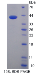 防御素α6(DEFα6)重组蛋白