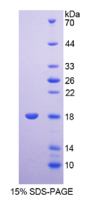 多配体蛋白聚糖4(SDC4)重组蛋白