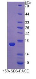 白介素5(IL5)重组蛋白