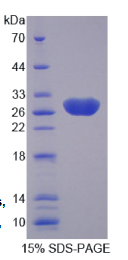 层粘连蛋白α4(LAMα4)重组蛋白