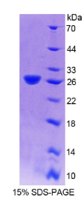 发动蛋白2(DNM2)重组蛋白