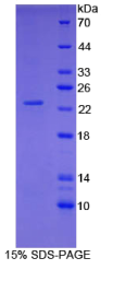 Shisa同源物4(SHISA4)重组蛋白